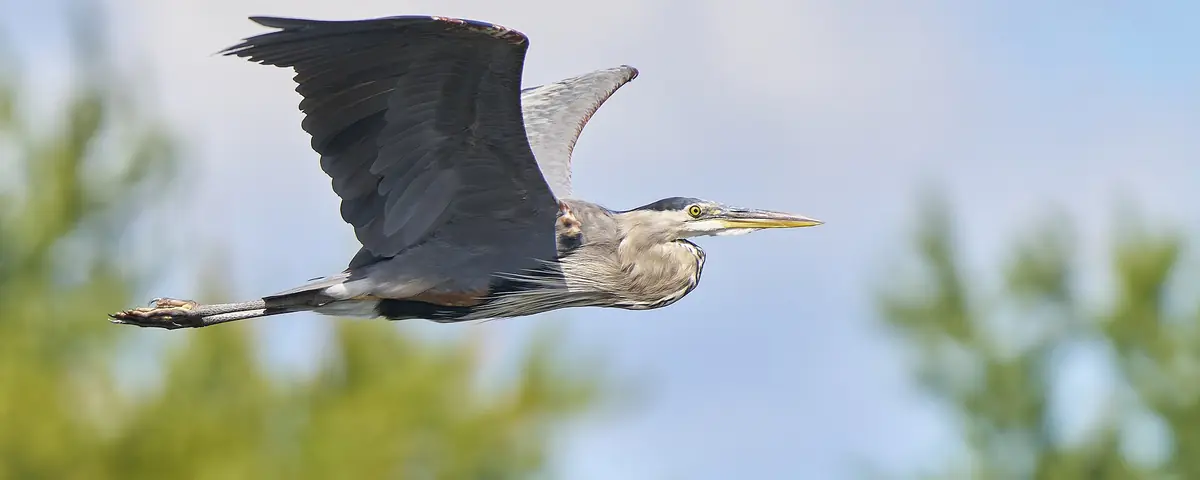 Connecticut: Great blue heron. Connecticut River in Connecticut, USA